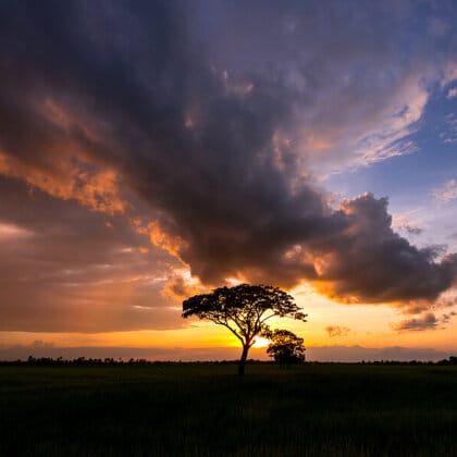 Africa and Akuamma seed tree