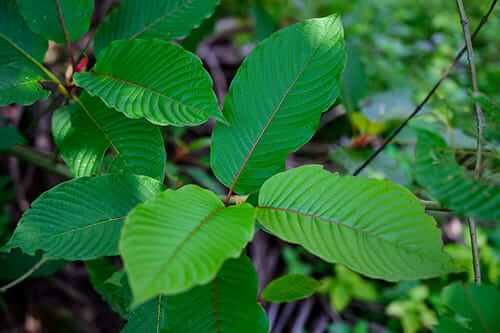 All about White Vein Kratom