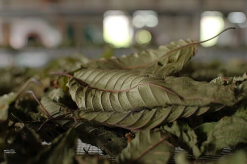 The Different Methods of Harvesting and Drying Kratom