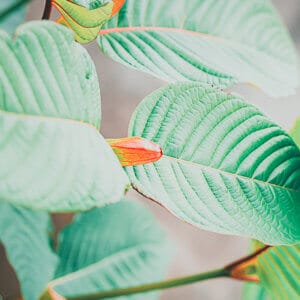 Kratom Leaf