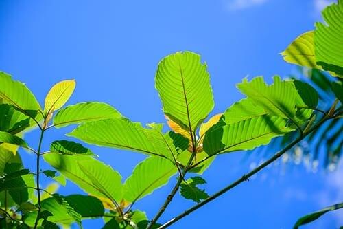 tips on buying kratom and kratom tree