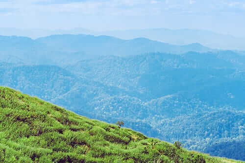 Kratom’s Discovery Outside Southeast Asia