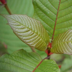 Kratom Extraction: The Red Bubble Method