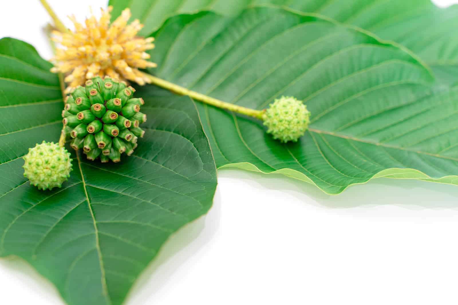Mitragyna Speciosa Korth (kratom) plant