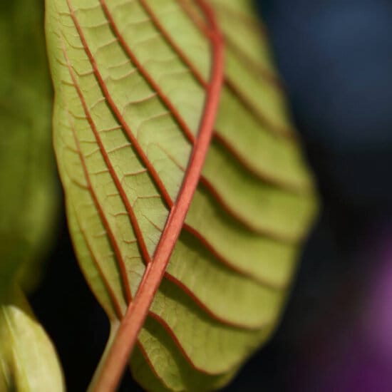 Red Explosion Kratom