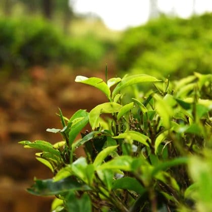 how to get the most out of your kratom