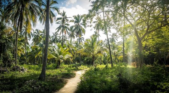 The Go-To Guide to Noble Kava