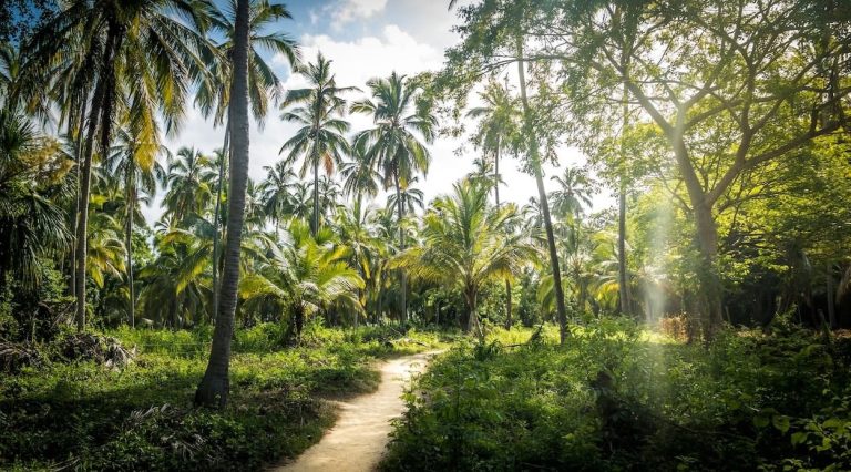 The Go-To Guide to Noble Kava