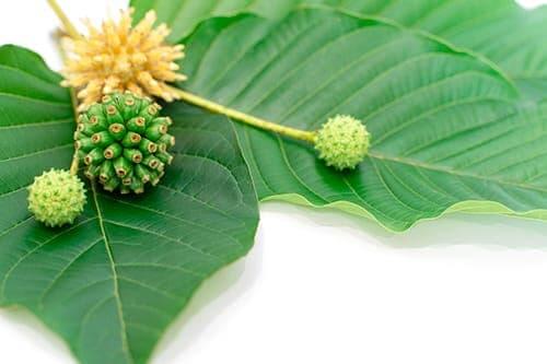 kratom plant and flower