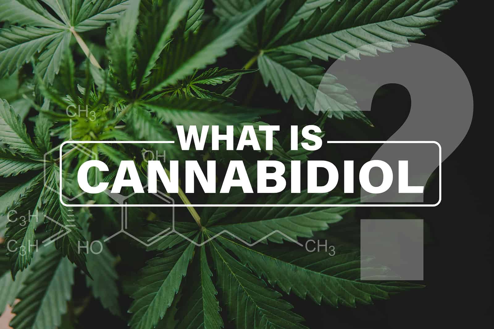 what is cbd
