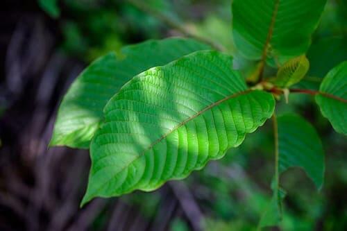 red bali kratom