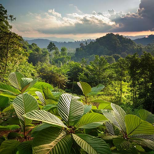 what is white thai kratom